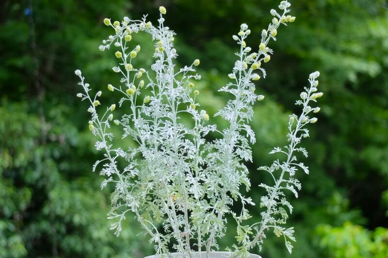 植えてよかった【いい香りの花】初夏～夏に花が咲く「多年草・低木」3選＆リアルな栽培レポート