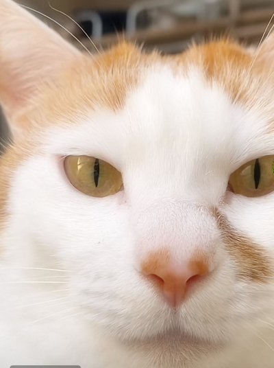 【悶絶】画面越しに迫る猫ちゃんの“お鼻”に…「きゃー！近い！」と興奮のコメント