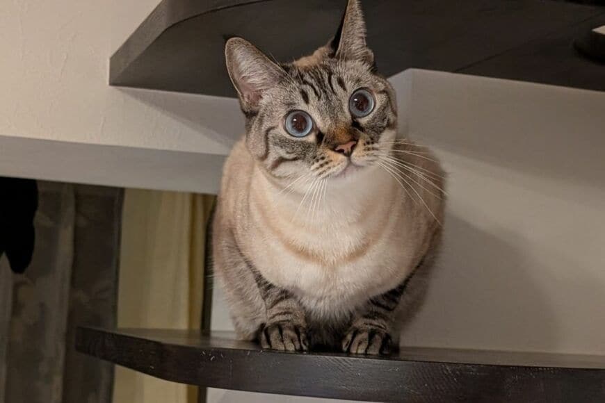 猫が飛び降りる「かっこいい瞬間」を撮影　「鈍臭い光景」がかわいくて笑ってしまう
