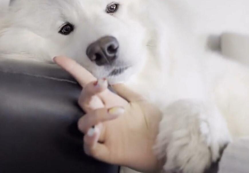 出所：@samoedsoran 