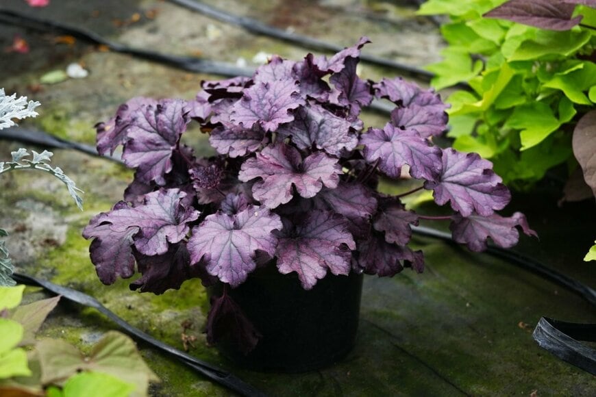 Svitlana Kolycheva/shutterstock.com