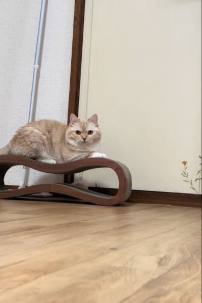 飼い主とスーパーボールで遊ぶ猫…「少々お手手が短いようで…笑」必死で手を伸ばすも取れない姿が話題