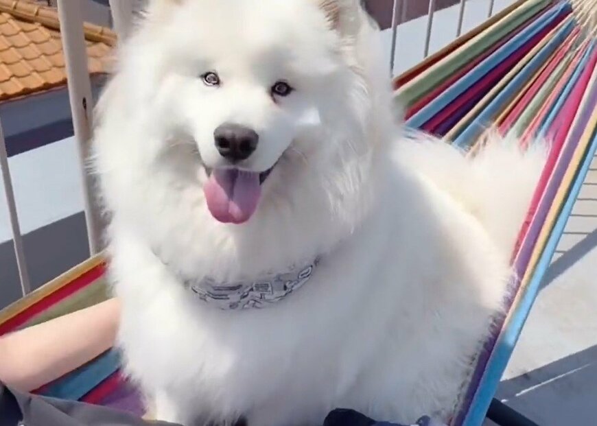 出所：@samoedsoran