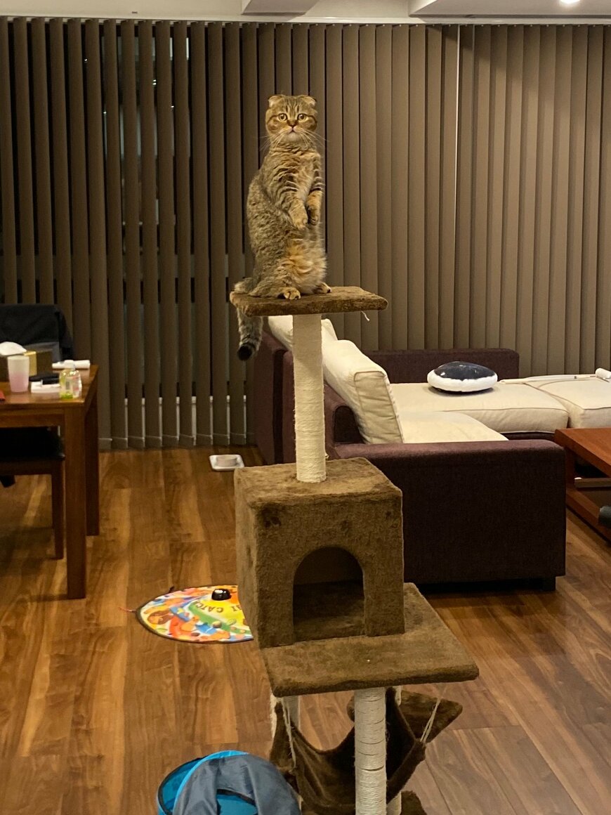 出所：@ponpokopontanu