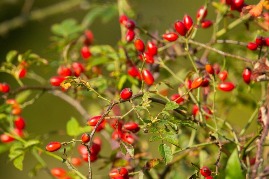 ローズヒップ　Ian Peter Morton/istockphoto.com