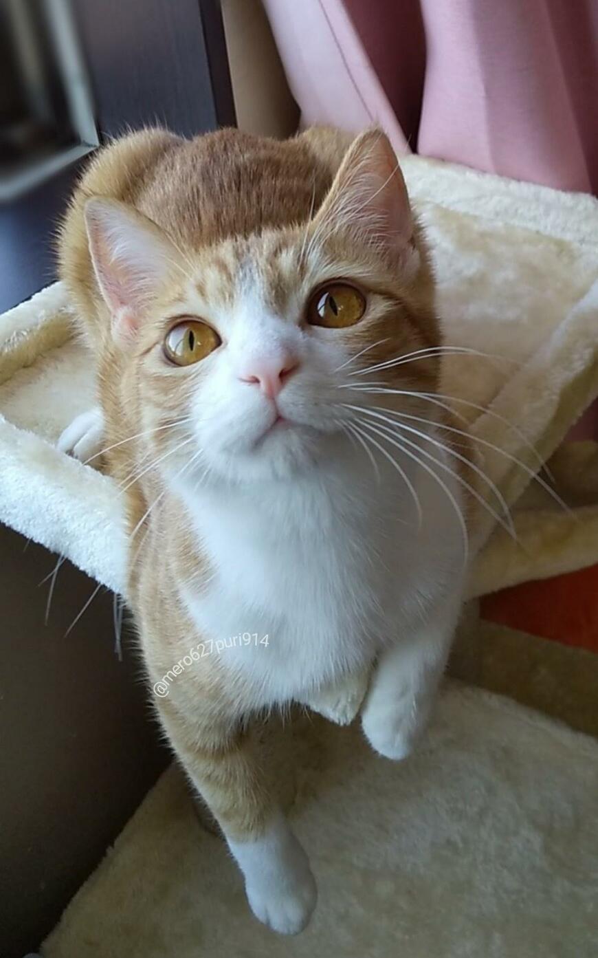 出所：@mero627puri914