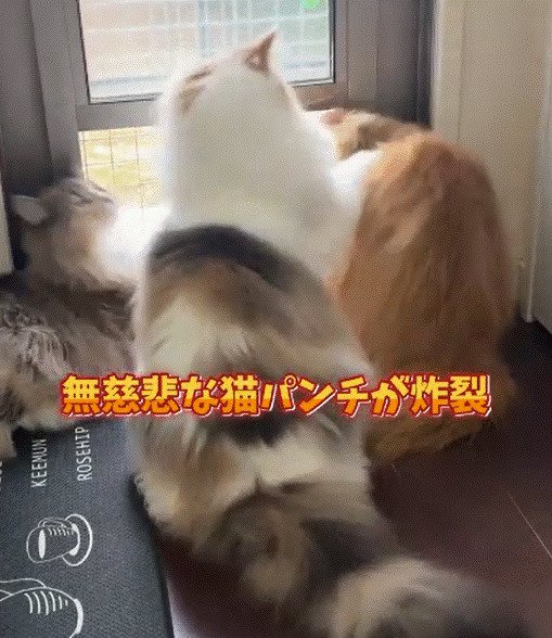 出所:@cat.kinakomochi