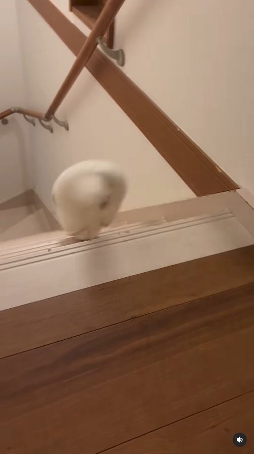 出所：＠ohagitopapa