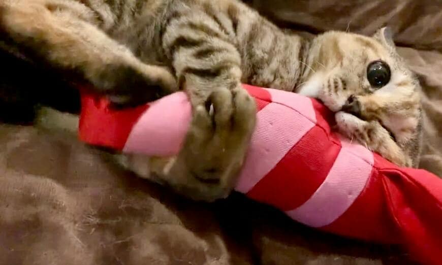 出所：@Adonis_Beginner