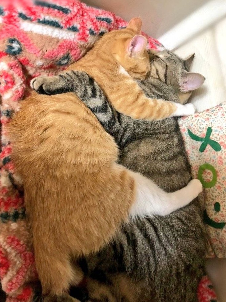 出所：@mero627puri914