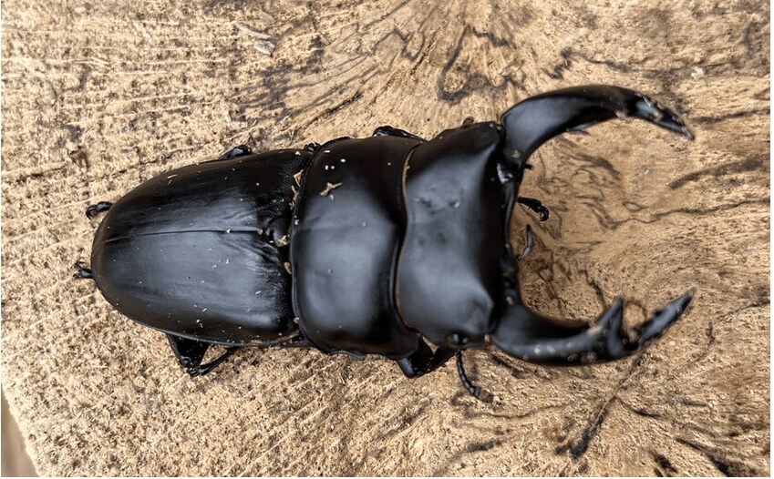 出所：ふるさとチョイス 国産 オオクワガタ オス・メス ペア 70mmUP クワガタ