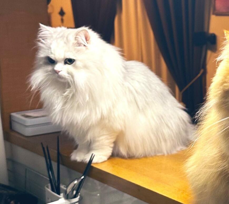 出所：@NEKOLAND13