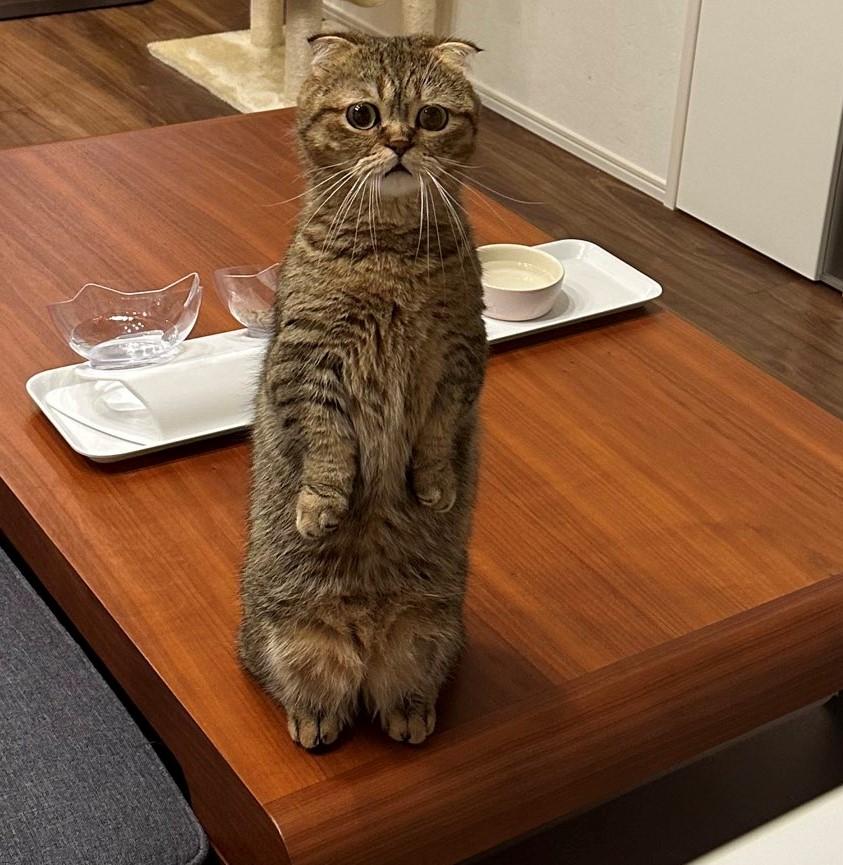 出所：@ponpokopontanu