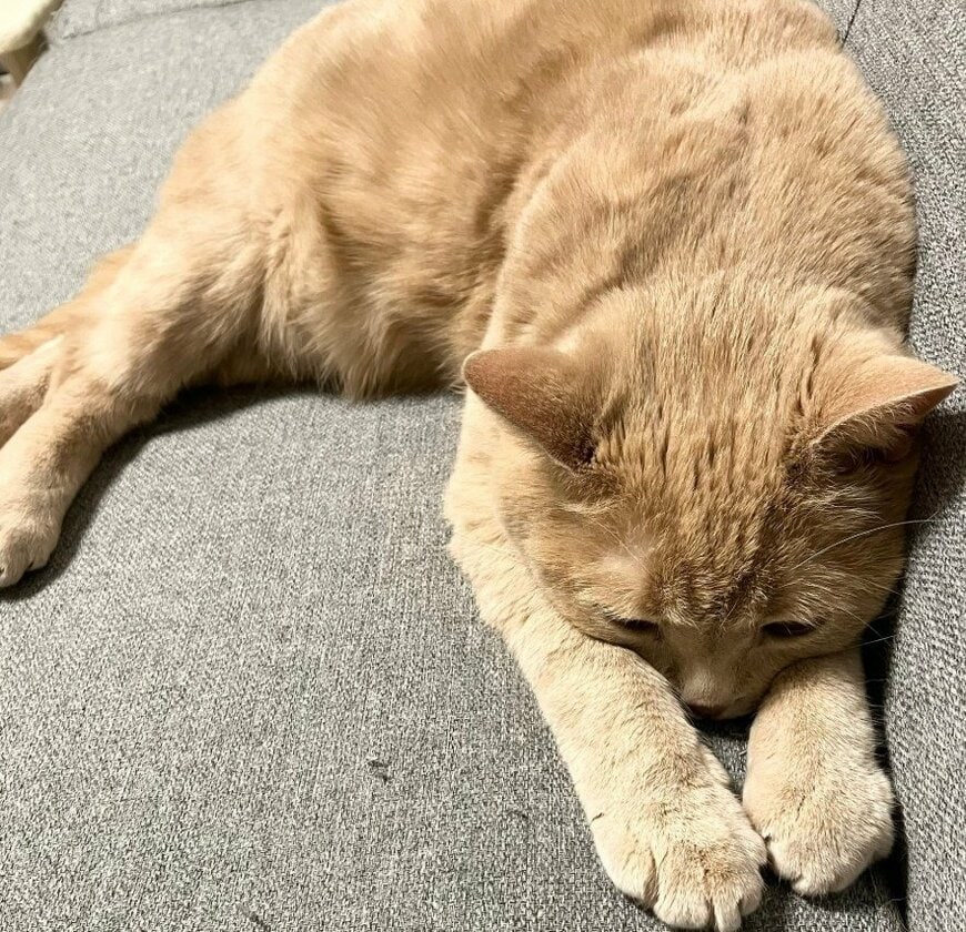 出所：@TsunaIsCat