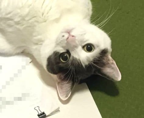 出所：@onigiri_kuri