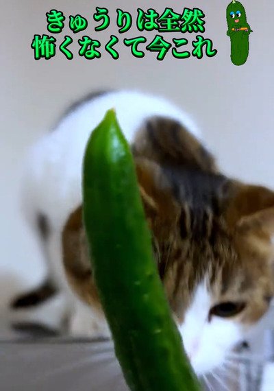 出所：＠nikoandkotatorowasabi