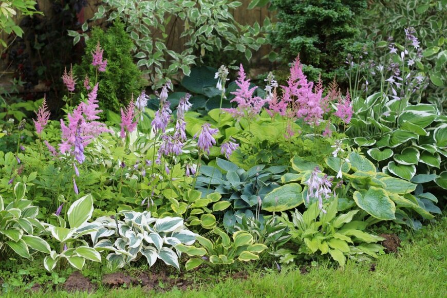 「植えっぱなしOK」花も葉もオシャレな【多年草カラーリーフ】日陰向き6選＆日なた向き2選