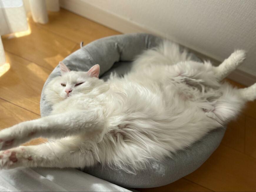 出所：@meltube_cat