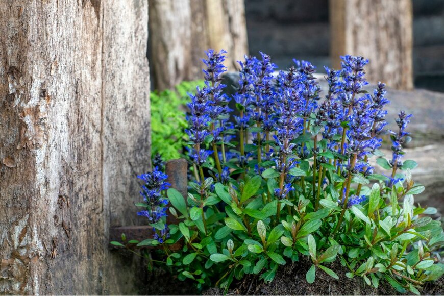 アジュガ　　Freila/istockphoto.com