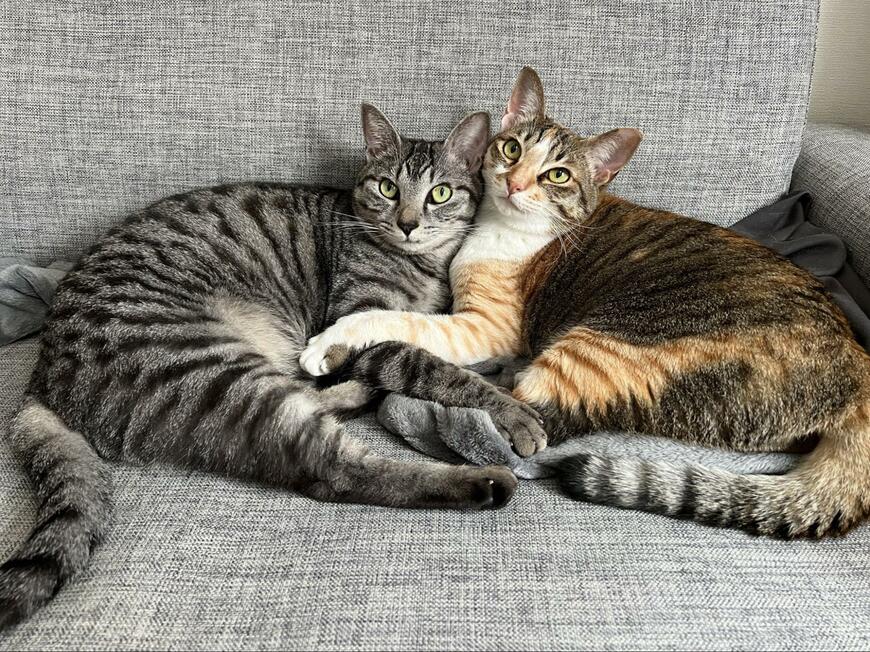 出所：@totomaru_hanmi