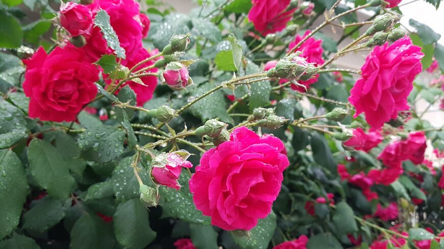 Hello_ji/istockphoto.com