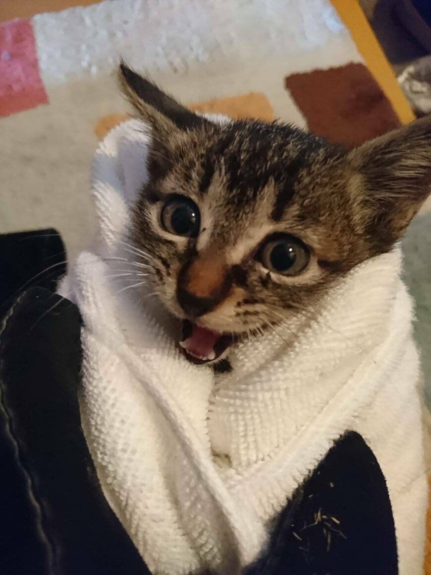 野良猫の子猫を保護して8年後…【←いたいけな姿　おっさん姿→】ギャップが可愛くて笑っちゃう
