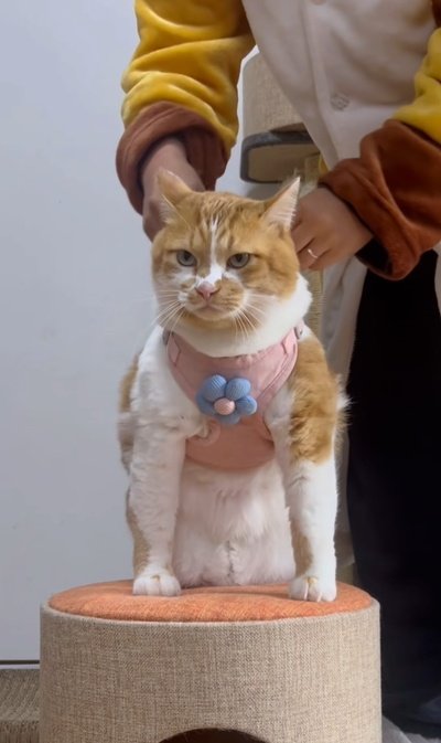 【プリティーに変身】お散歩大好き元保護猫ちゃん　ピンクのお散歩スタイルが可愛い！と話題