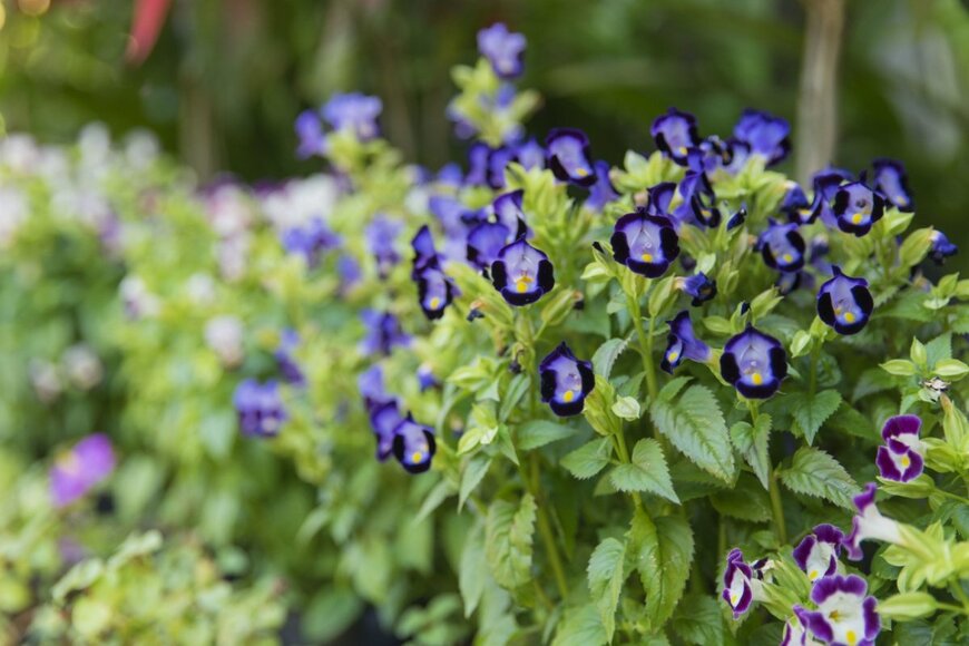 【日陰に強い夏の花】おしゃれな《多年草・一年草》6選！花いっぱいのシェードガーデンづくり