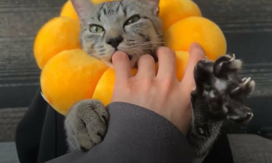 指吸いで甘える猫　指を外したら…まさかの様子に悶絶の声