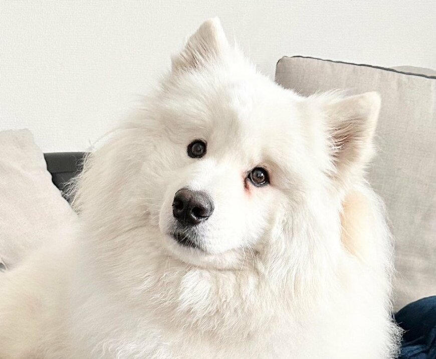 出所：@samoedsoran