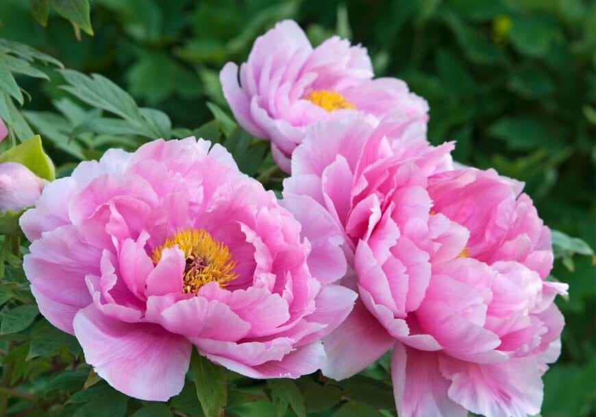 Ellen McKnight/shutterstock.com