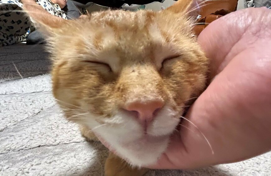 出所：@Beercat_Ana_Dar