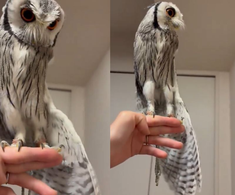 出所：@purinon2929k