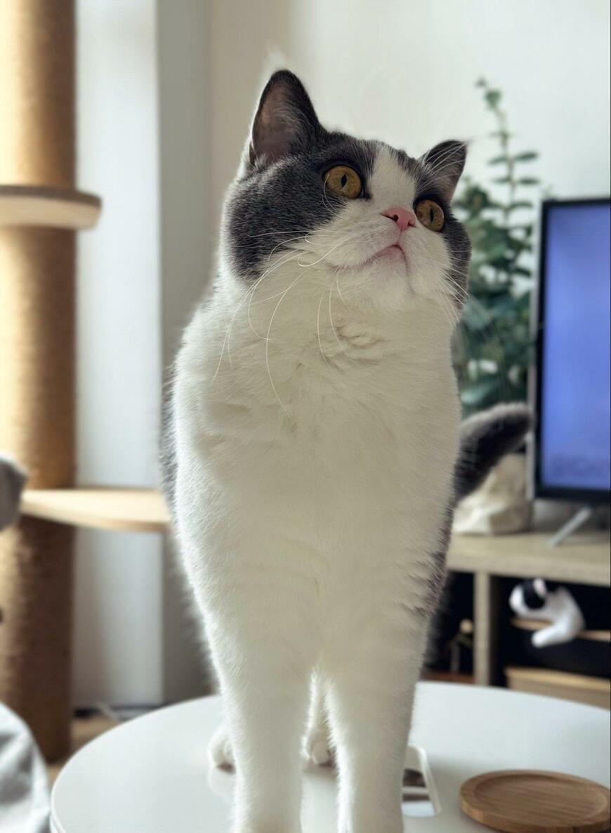 出所：@omochiomoching