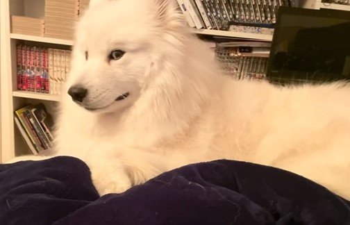 出所：@samoedsoran