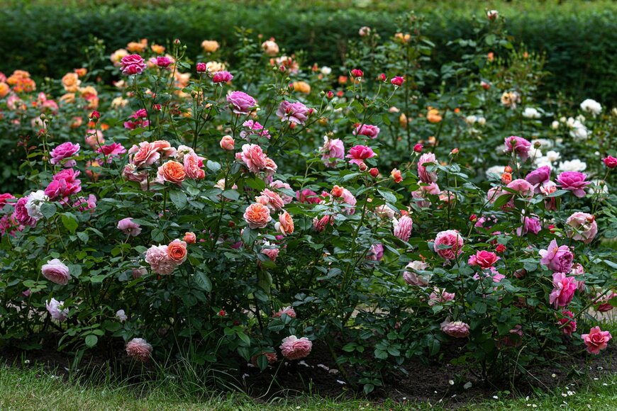 【春のガーデニング】バラと組み合わせたい多年草＆一年草7選！美しさを引き立てるオススメの花々