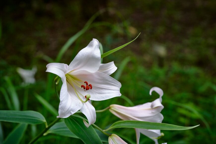 【NHK朝ドラ・らんまん】牧野博士が愛した「ササユリ」清楚な花の魅力や育て方