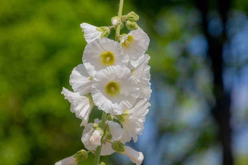 ホリホックの白い花。