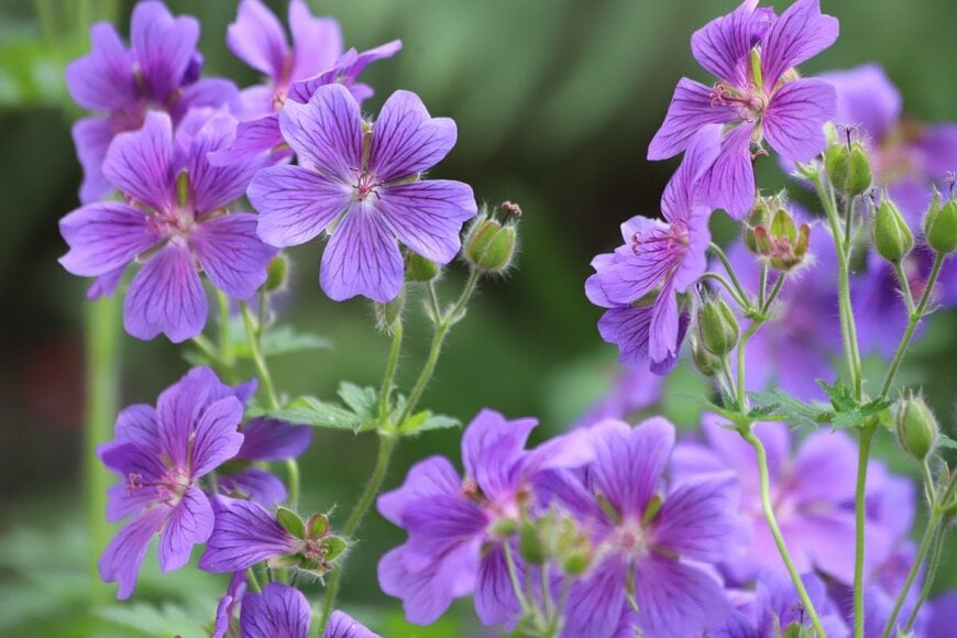 淡い紫色の花を咲かせている、ゲラニウム