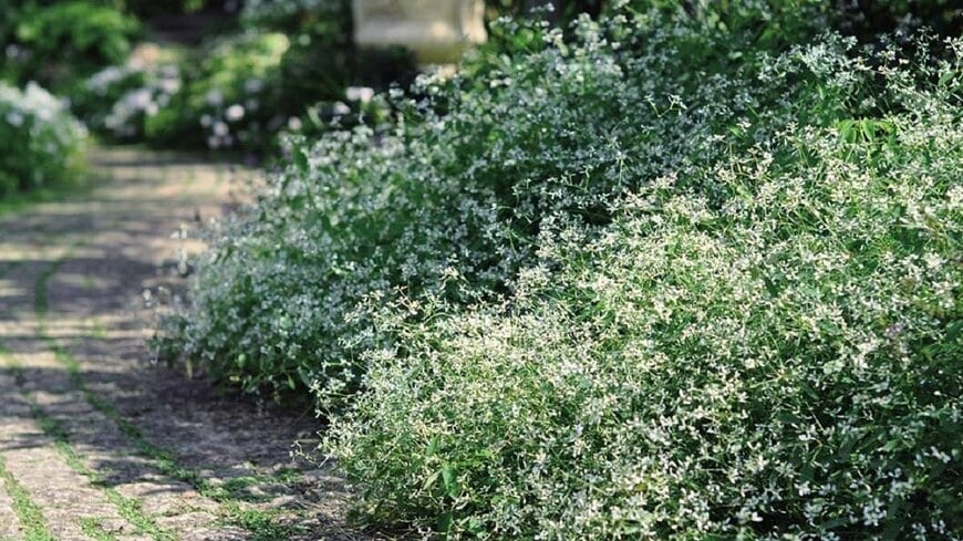 PROVEN WINNERS(R) ユーフォルビア ダイアモンドフロスト