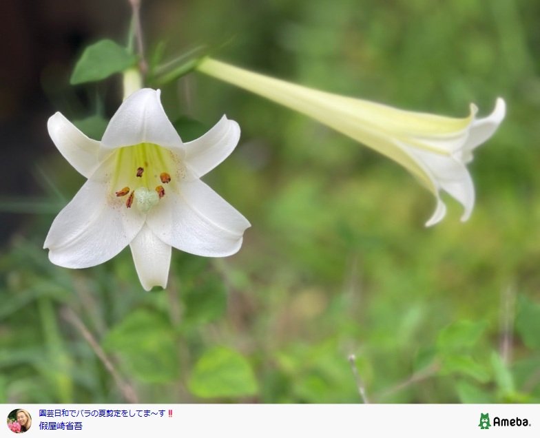假屋崎省吾のAmebaブログ投稿