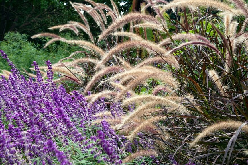 紫色の花を咲かせているアメジストセージと、銅色の葉でふわふわの花穂をつけているグラス系植物