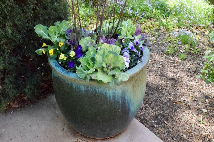 青や黄色のビオラと、紫や緑のハボタンの寄せ植え