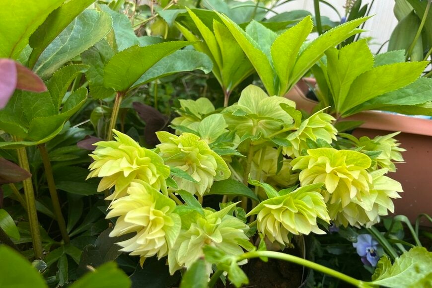 クリスマスローズ