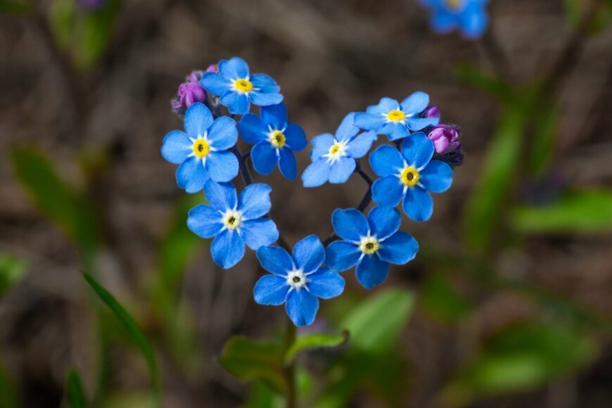 ワスレナグサの花。色は青。ハート形。