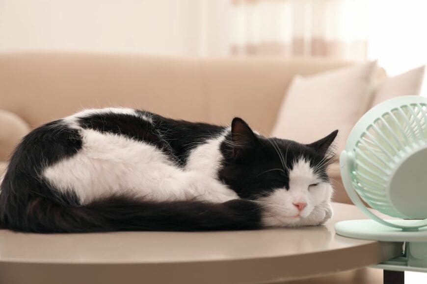 お部屋で涼む猫