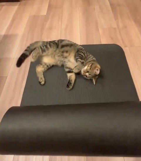 ヨガマットと猫