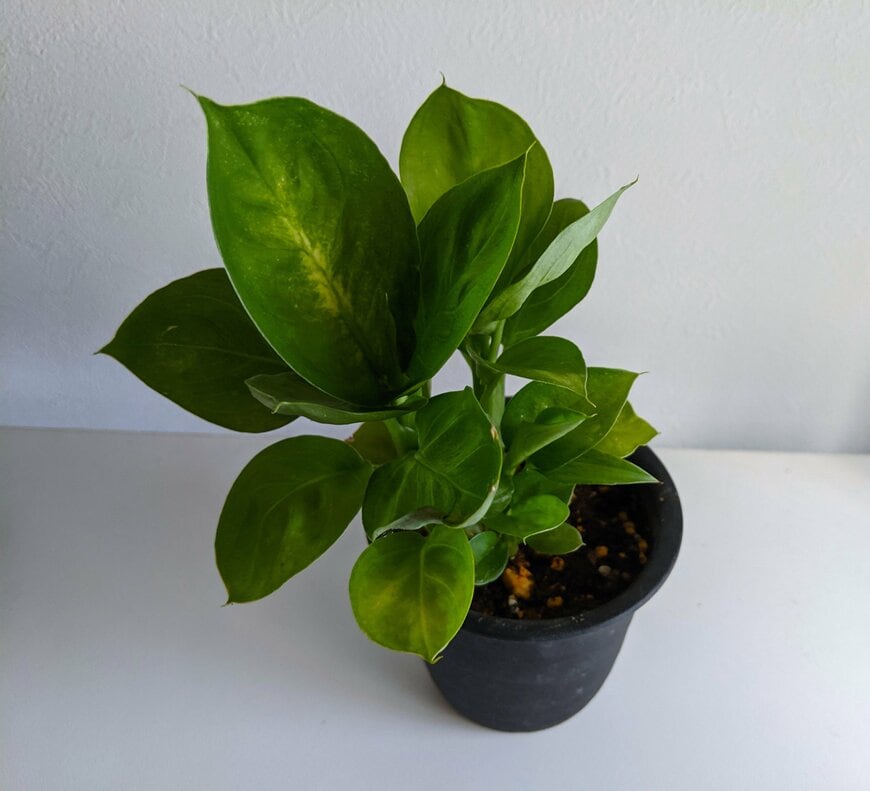 2025年4月にダイソーで110円で購入したディフェンバキア