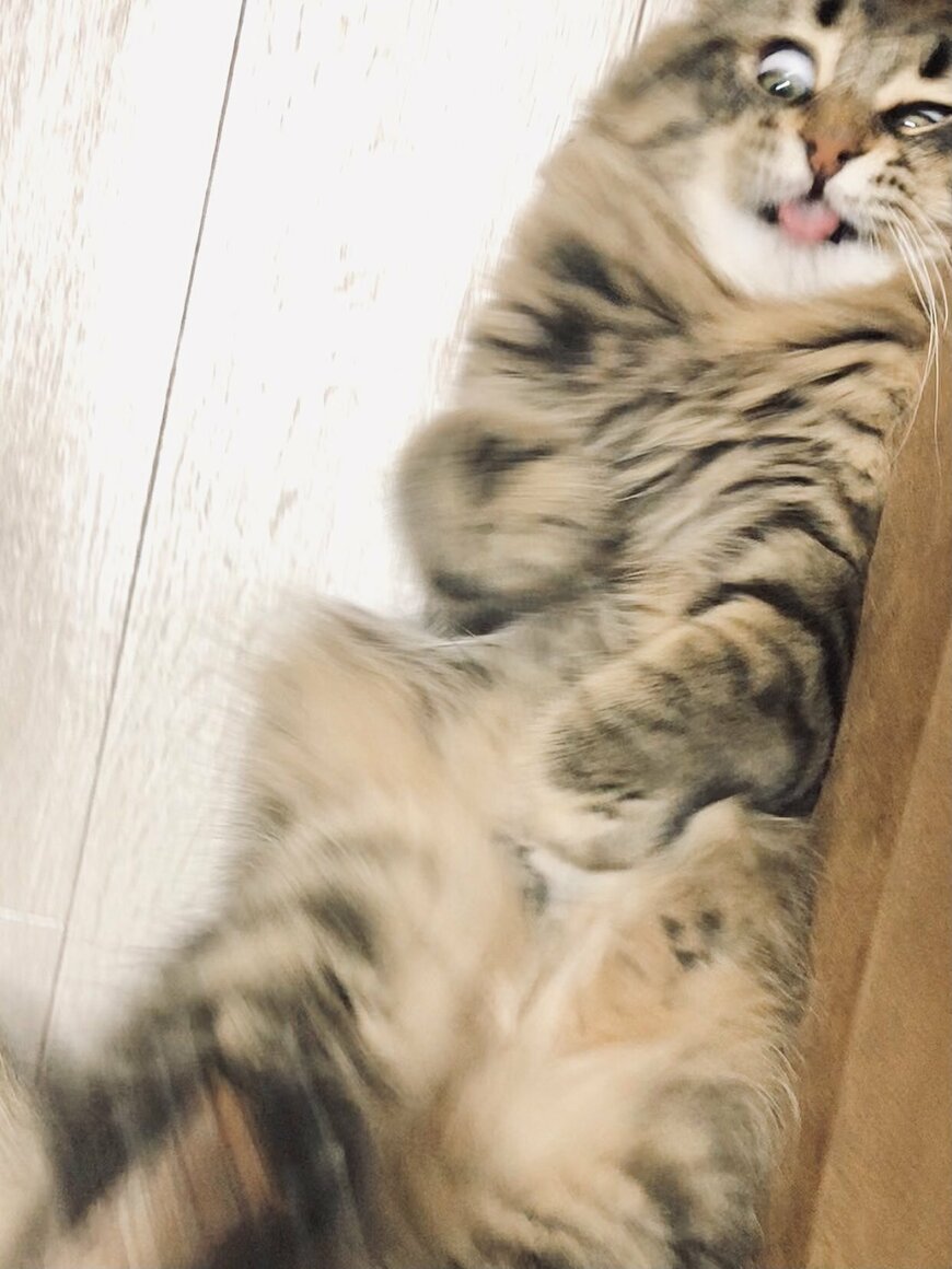 表情がゆたかな猫