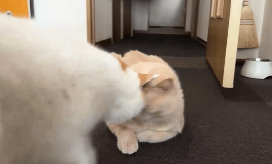 頭突きをする猫たち